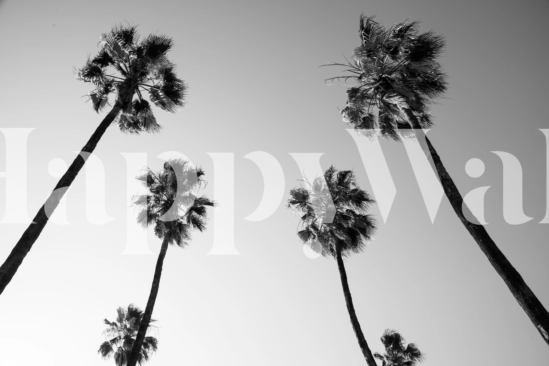 Black and white wallpaper featuring tall palm trees against a clear sky