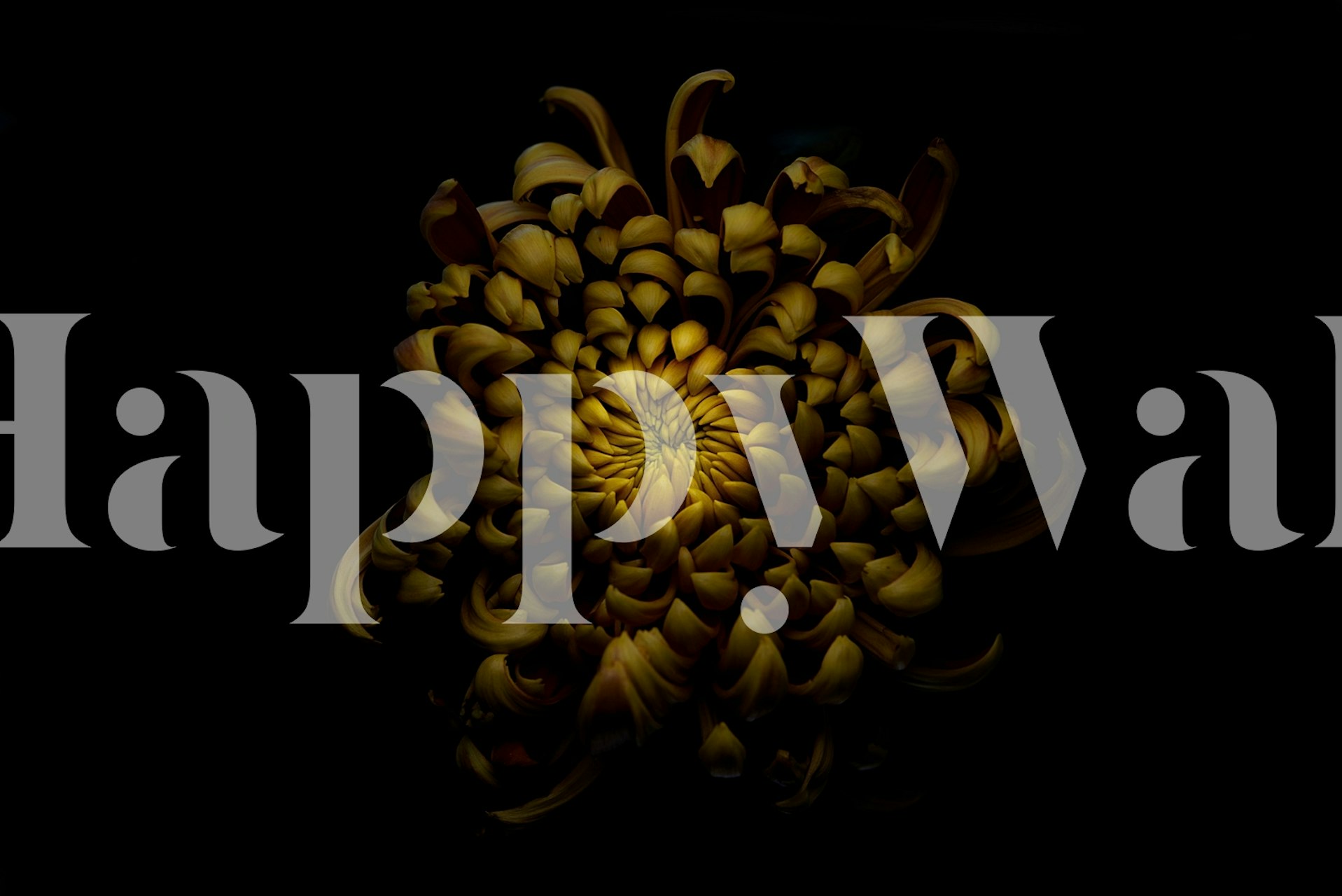 Chrysanthemum wallpaper in a room setting