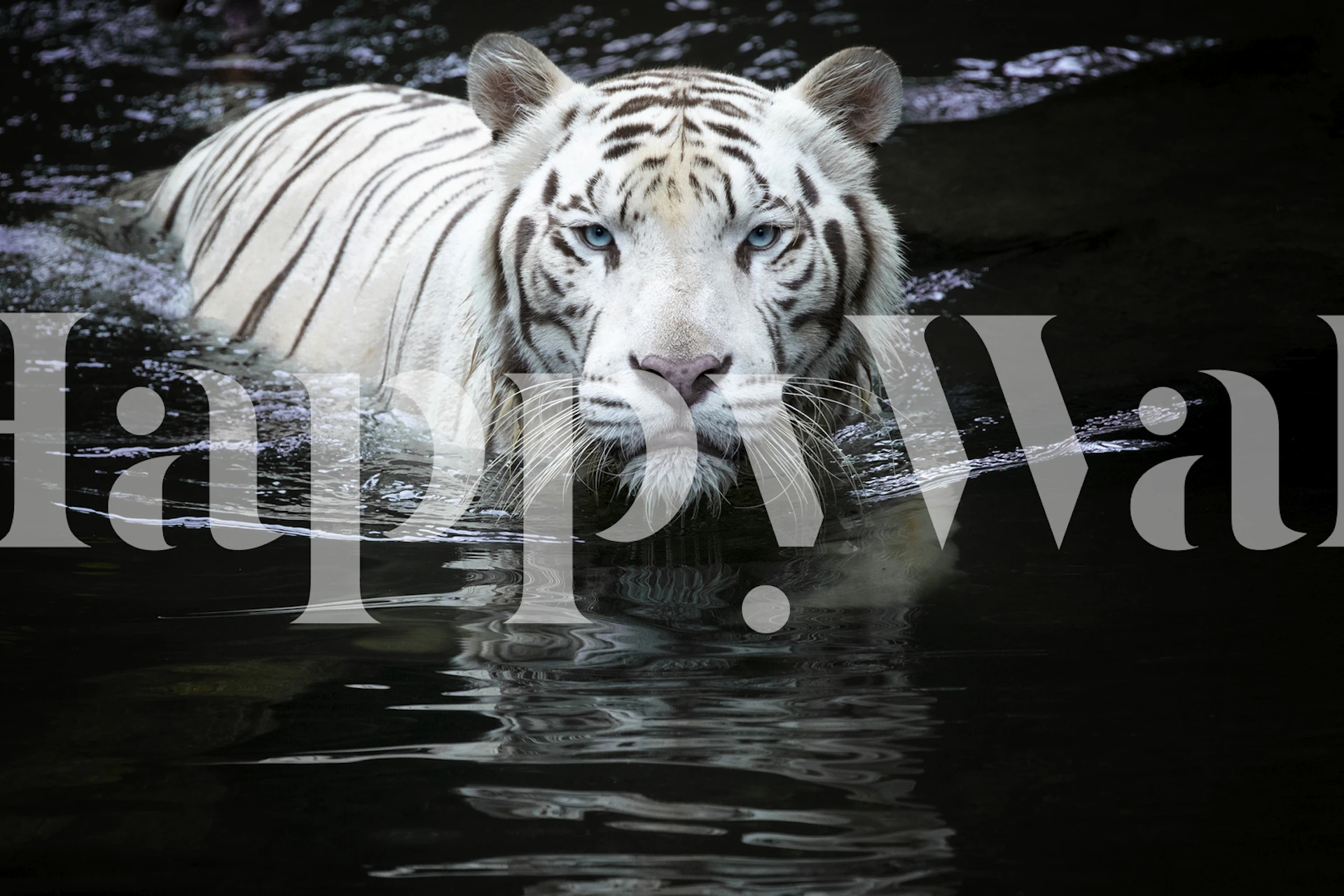 White tiger wallpaper in a modern room