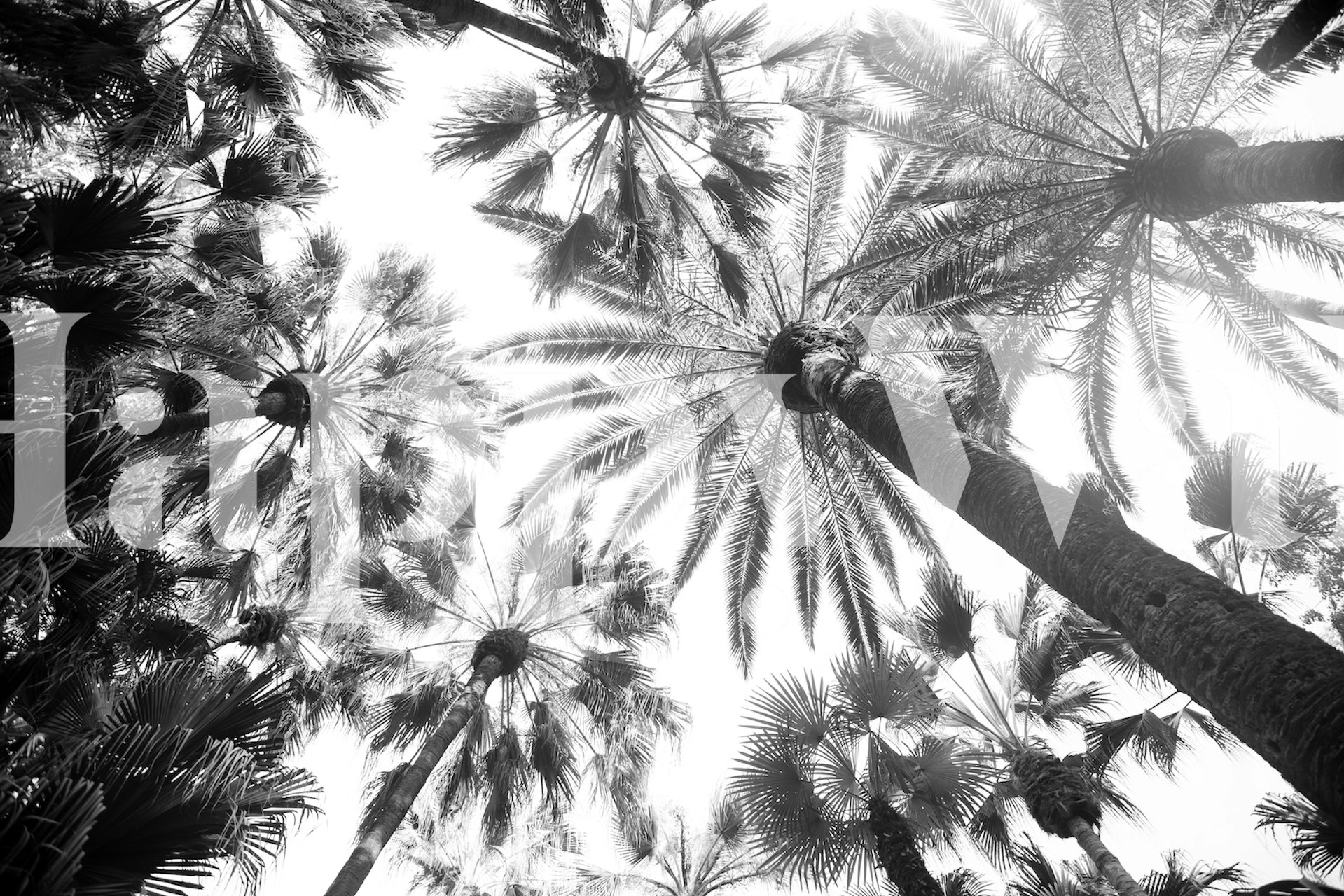 Monochrome photo of a tropical palm canopy wall mural for interiors