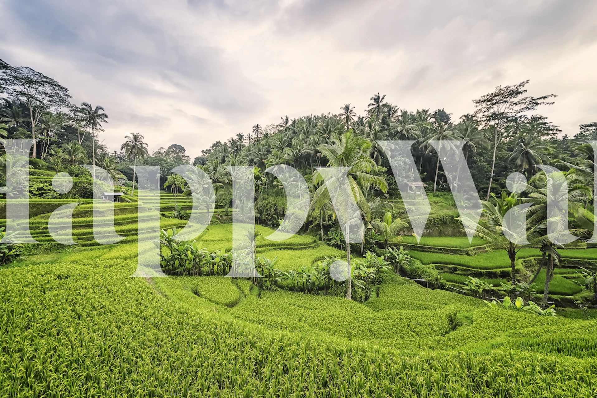Lush green rice paddy fields with palm trees wallpaper