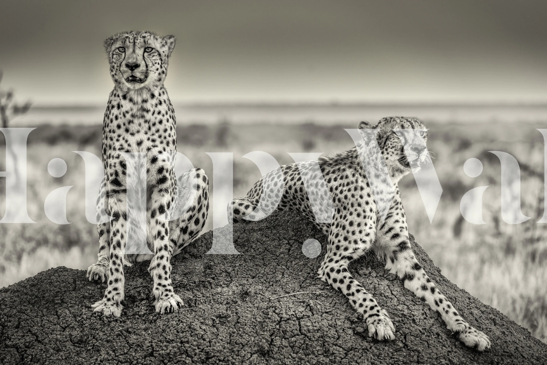 Black and white wall mural of two cheetahs on the lookout in the savannah