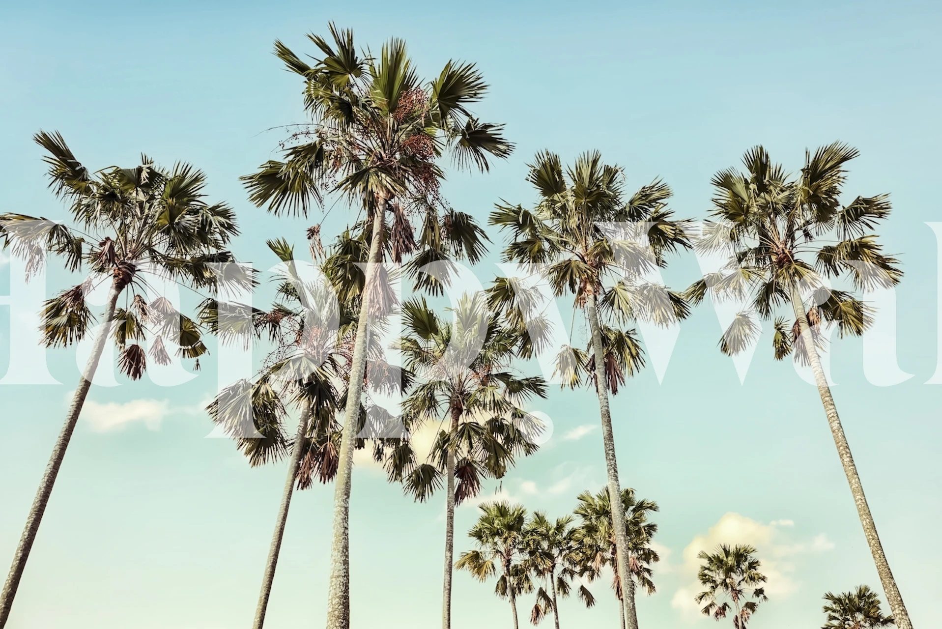 Exotic Vibes tropical palm wallpaper in interior