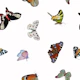 Butterflies white pattern