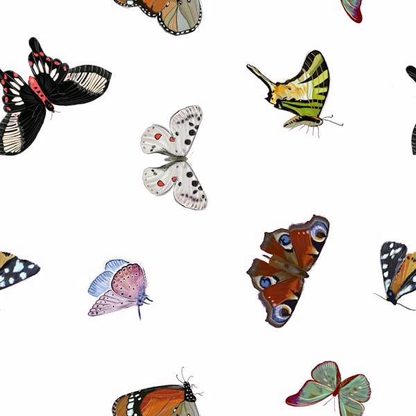 Butterflies white pattern