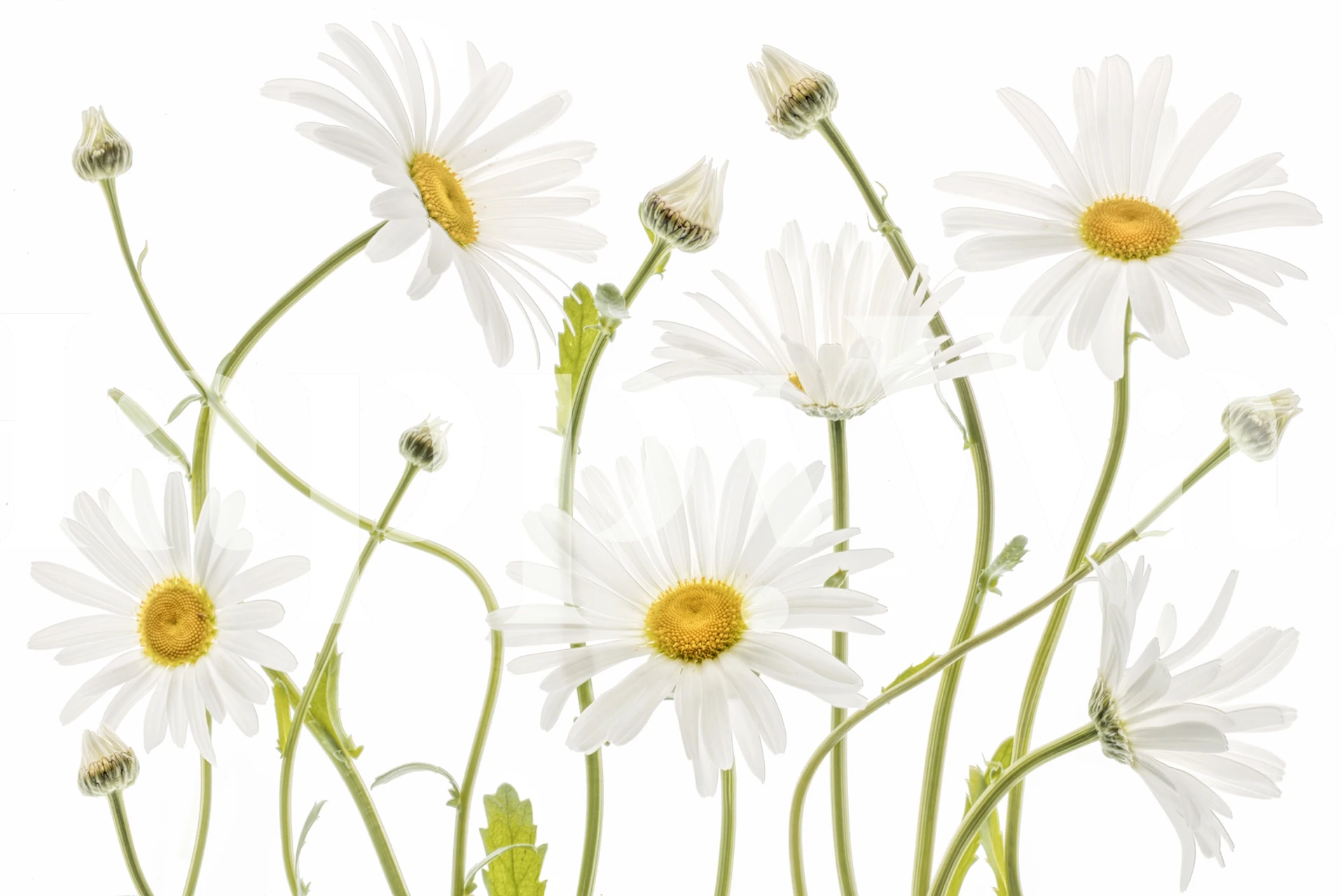 White daisies with green stems and leaves wallpaper