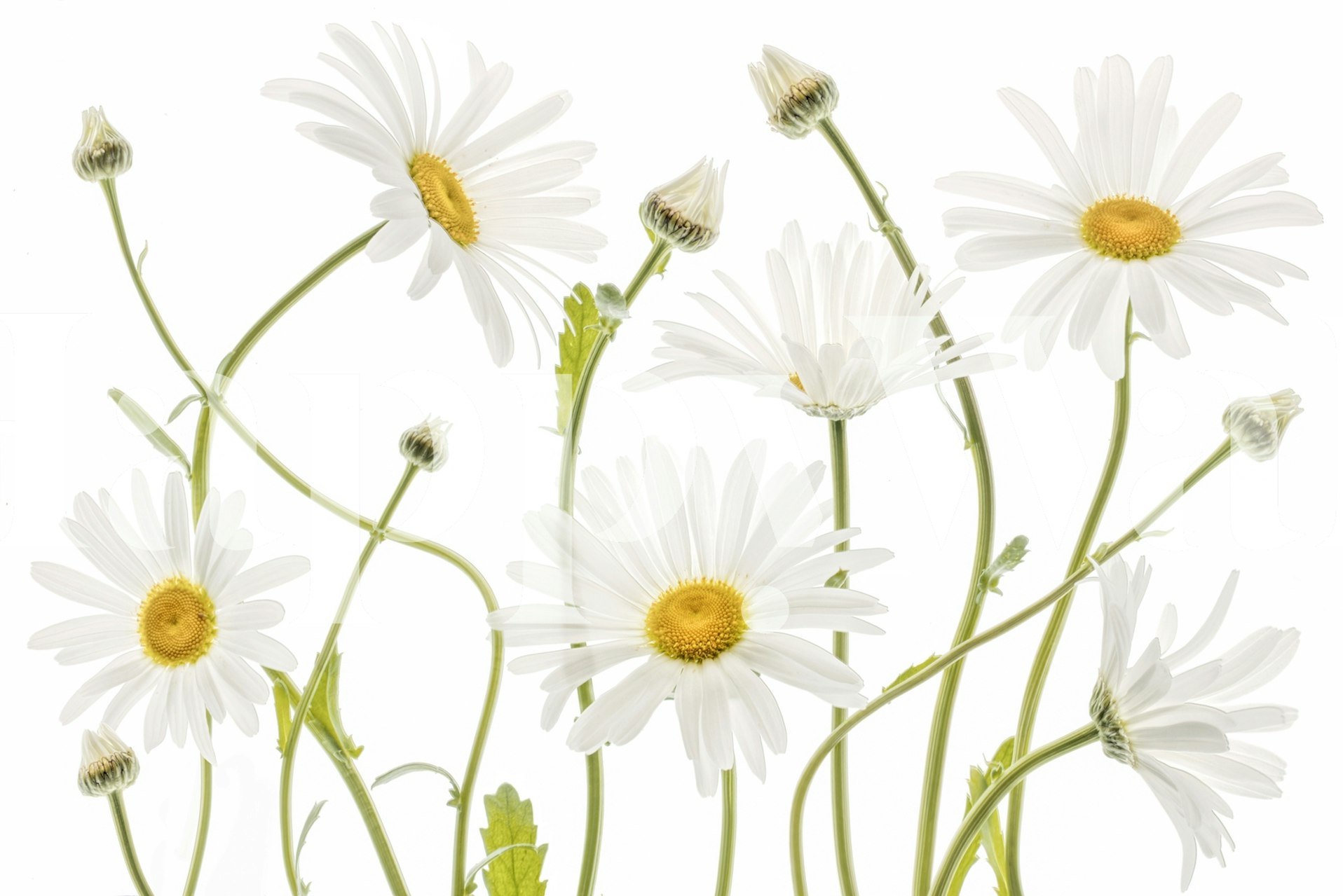 Ταπετσαρία Ox eye Daisies σε ένα δωμάτιο