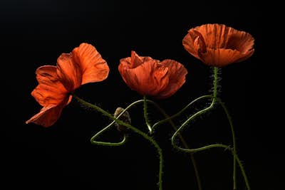 Τοιχογραφία