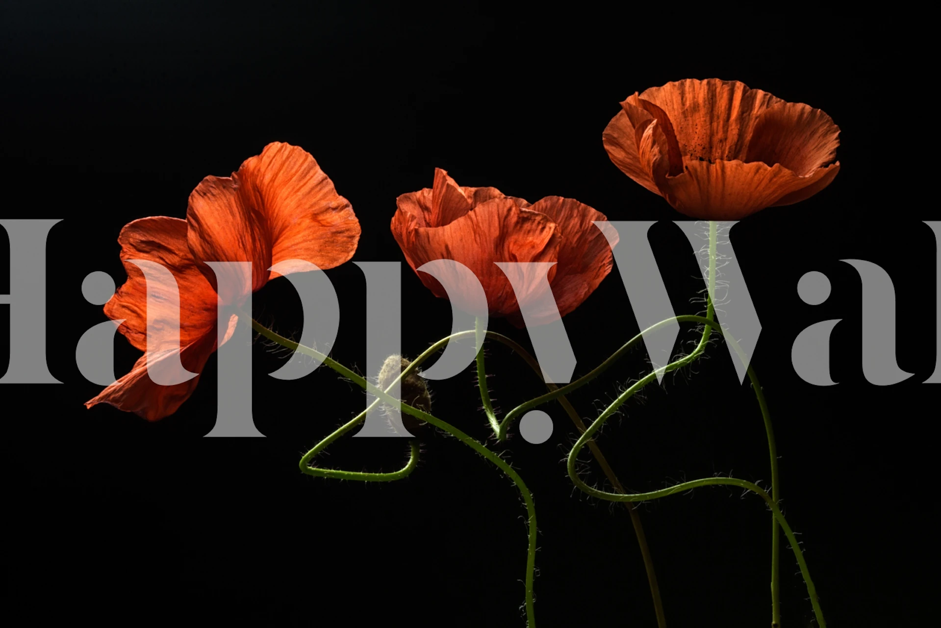 Three red poppy flowers on a black background wallpaper