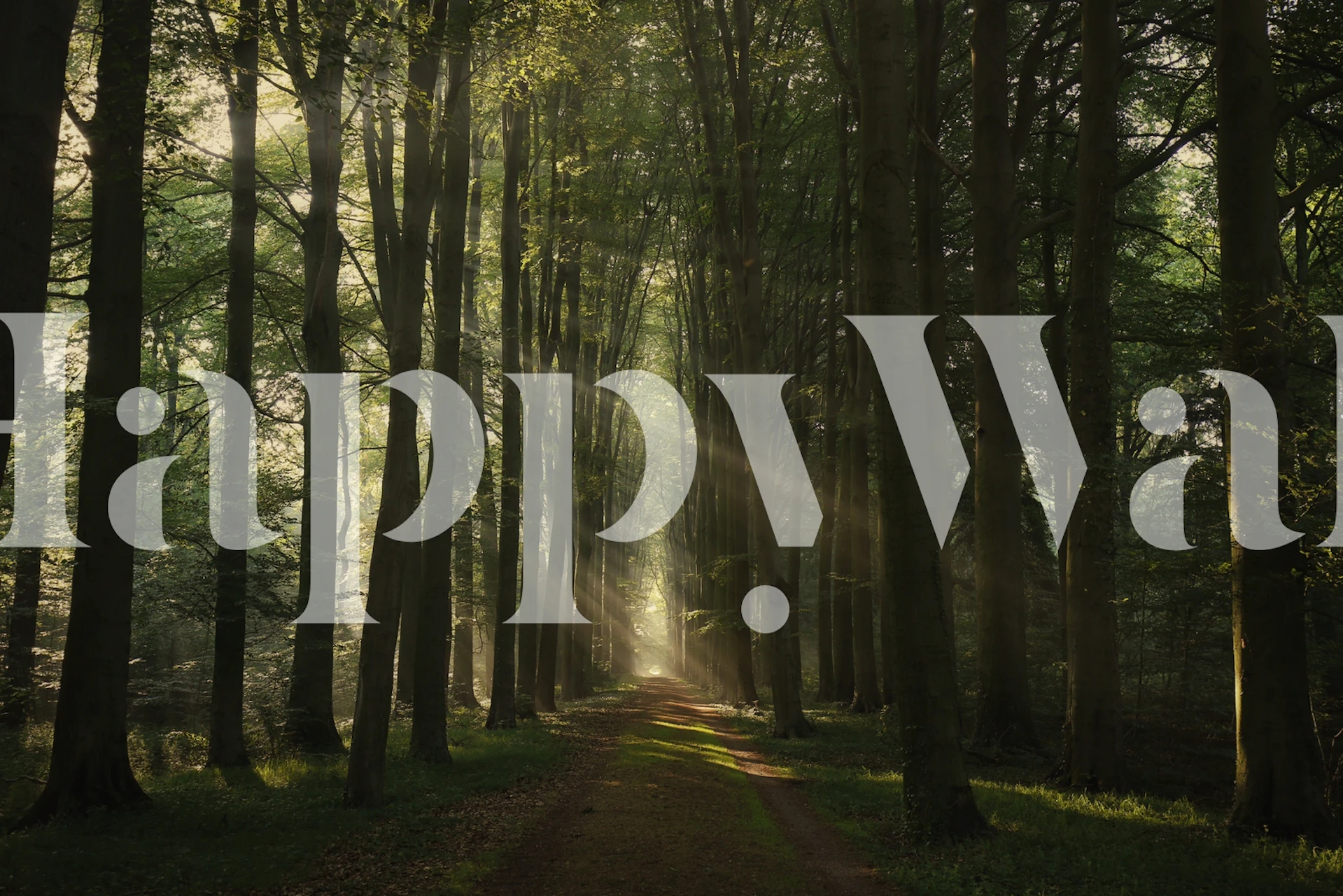 Lush green forest pathway with sunlight streaming through trees wallpaper