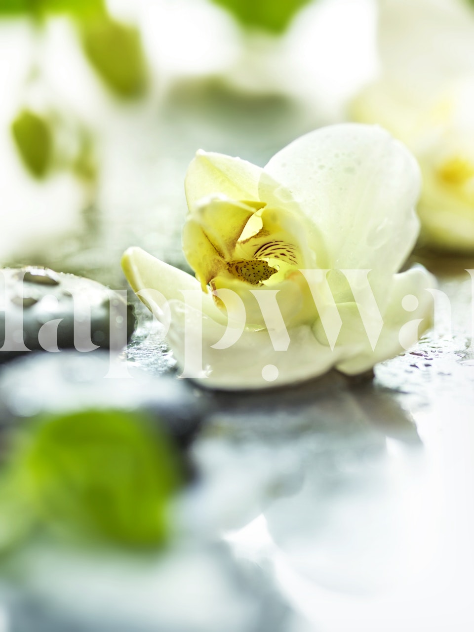 Papel de parede Zen Orchid em um quarto