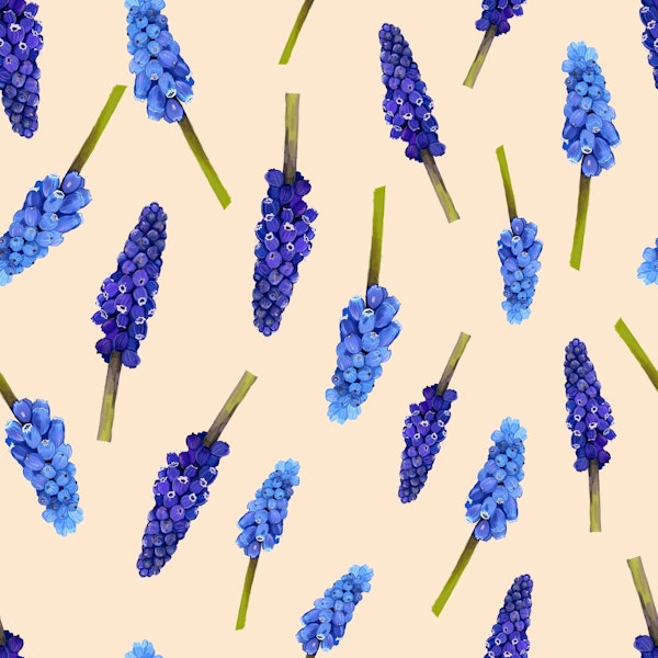 Isolated bloom muscari flowers