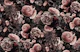 Moody Baroque Flower Fantasies Dark Blush