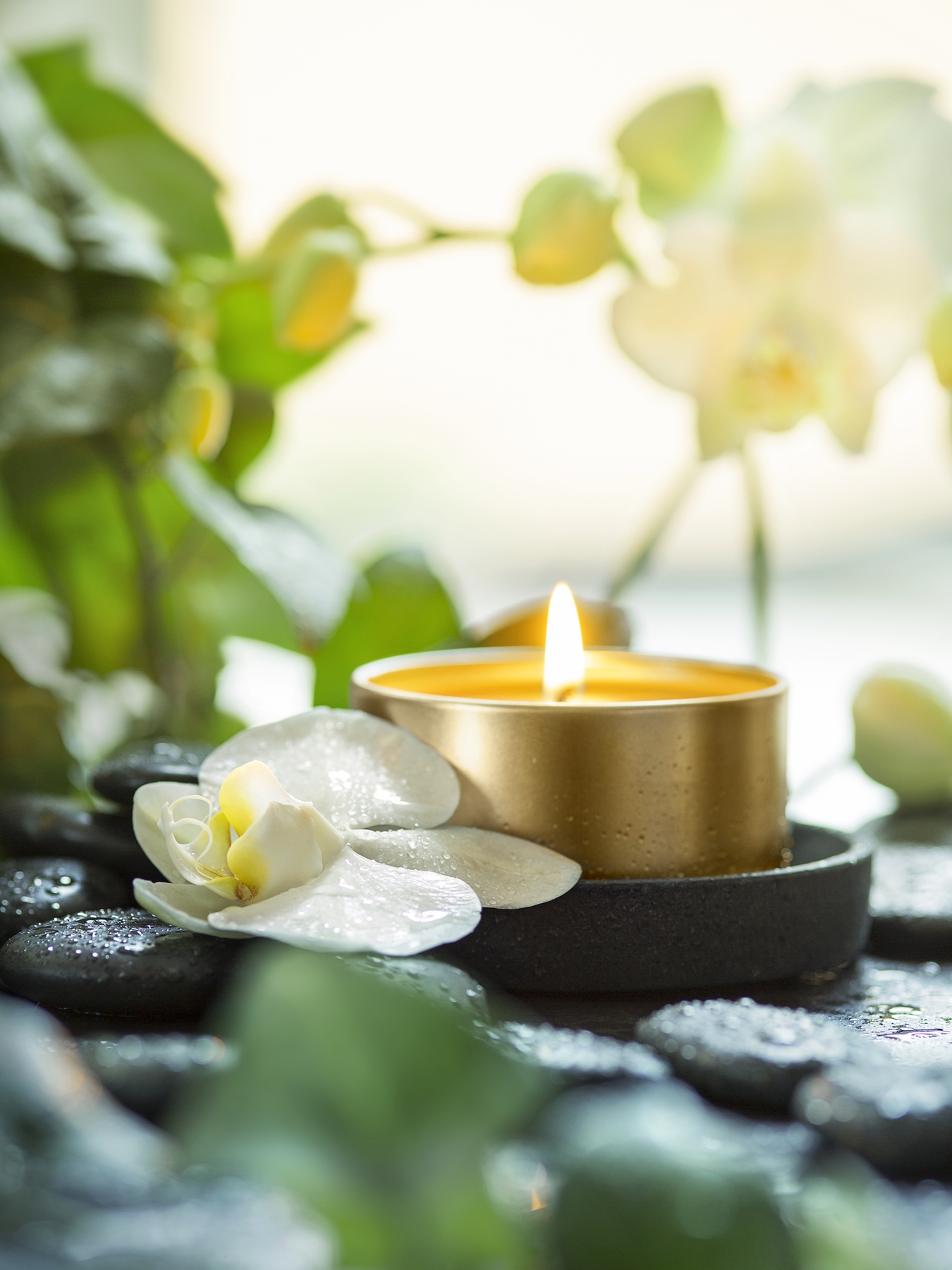 Zen Orchid and Candle Wallpaper Happywall