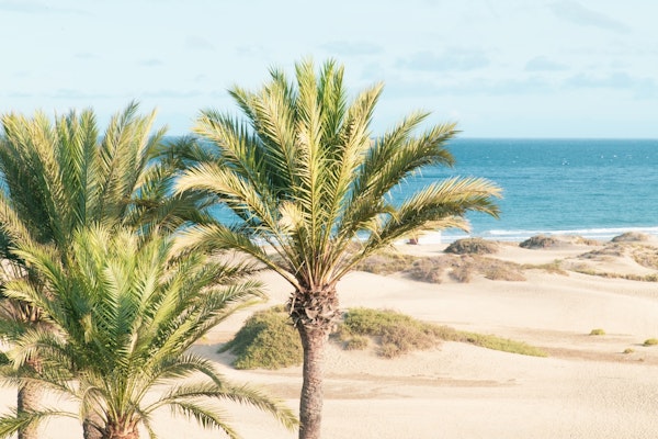 Palm Ocean Beach Dream 1