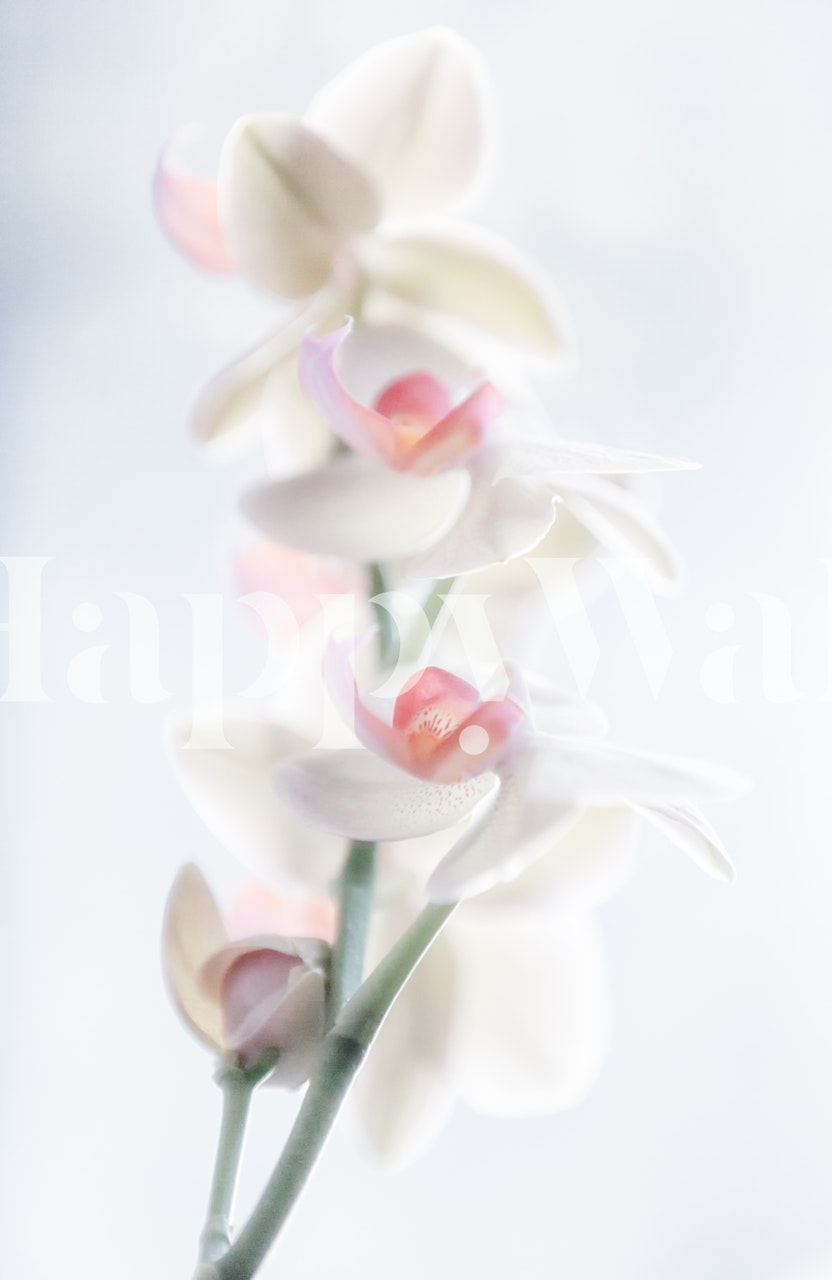 Delicate white orchids with soft pink accents floral wallpaper