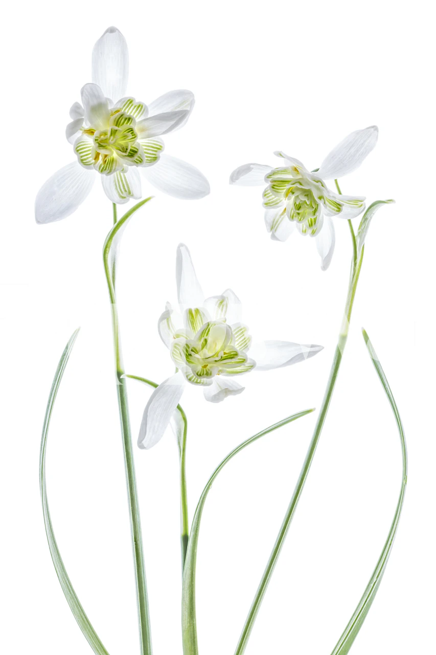 Three delicate white galanthus flowers with green details wallpaper