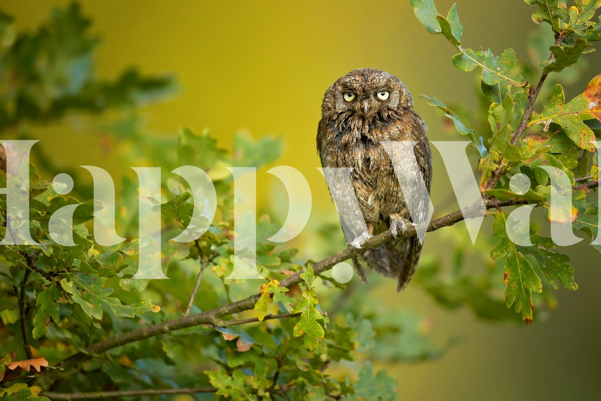 Eurasian Scops Owl perched on a branch surrounded by green foliage wallpaper