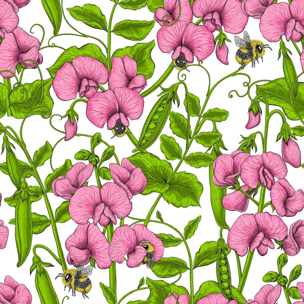 Sweet peas and bumblebees 8