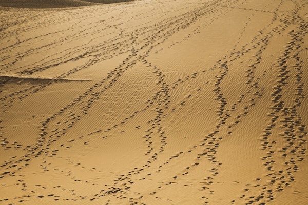 Follow me into the Desert 1