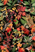 Autumn Owl Impression On Black papel pintado