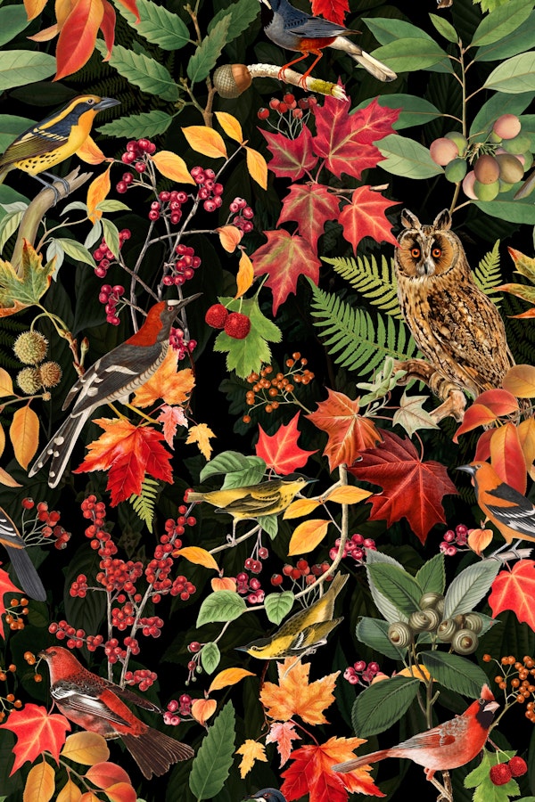 Autumn Owl Impression On Black