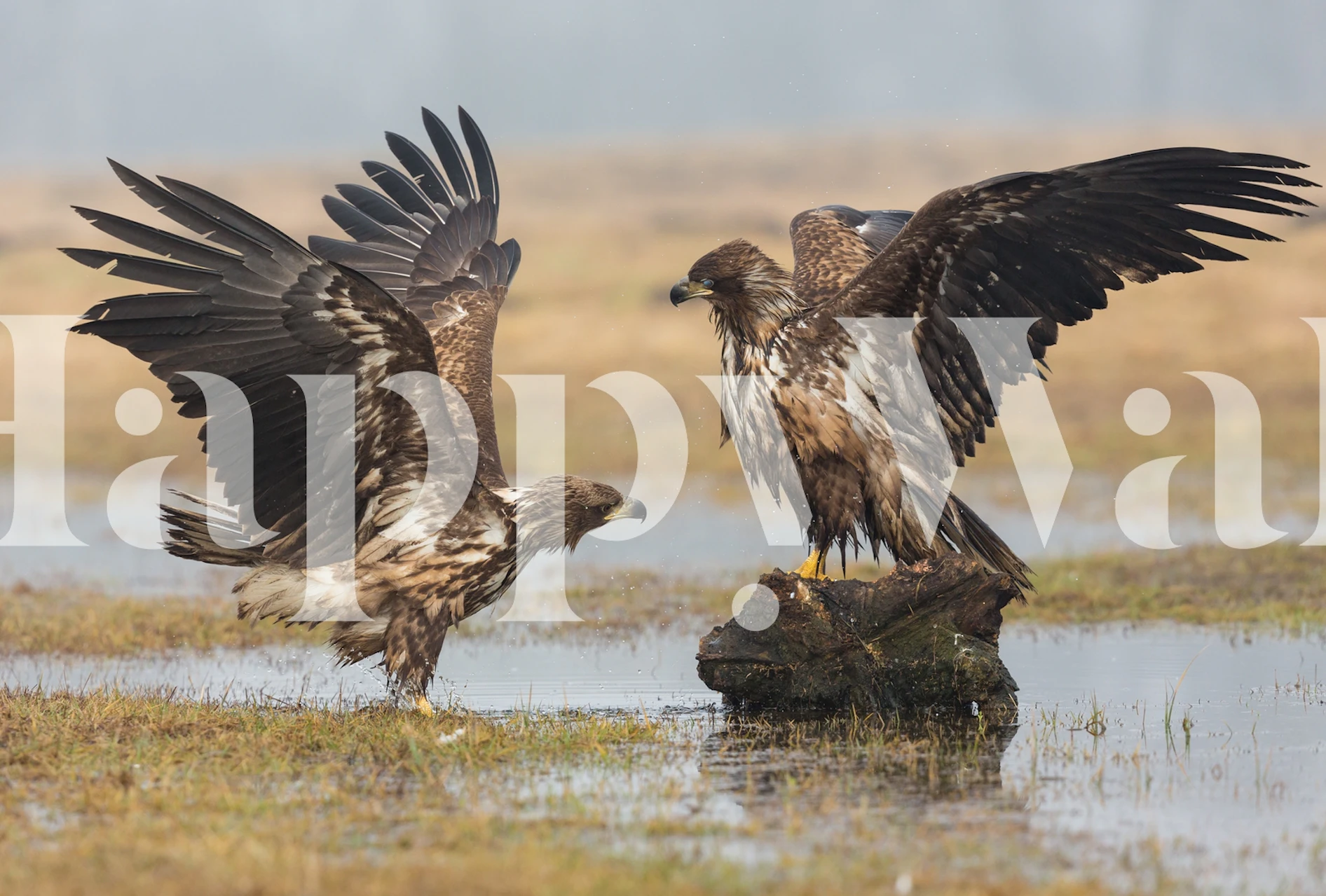 Open Wings wallpaper displayed in a room