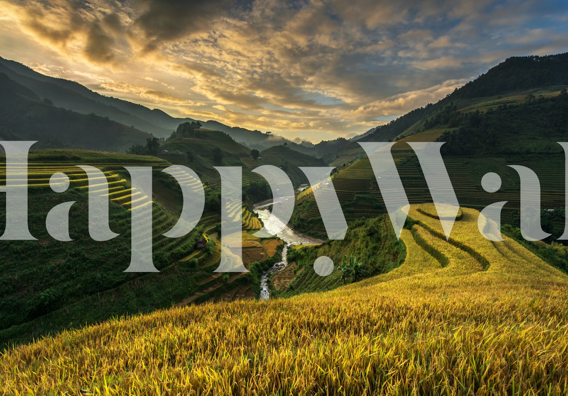 Naklejka ścienna RiceTerrace Vietnam przedstawiająca złoty wschód słońca nad zielonymi tarasowymi polami ryżowymi z wijącą się rzeką
