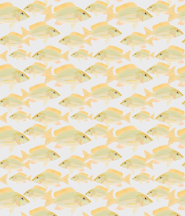 Sand Bream The fish 02