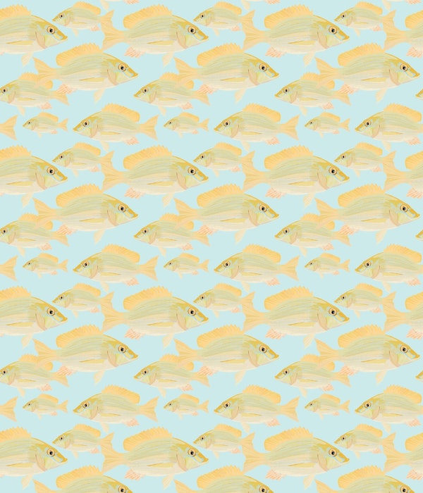 Sand Bream - The Fish 03