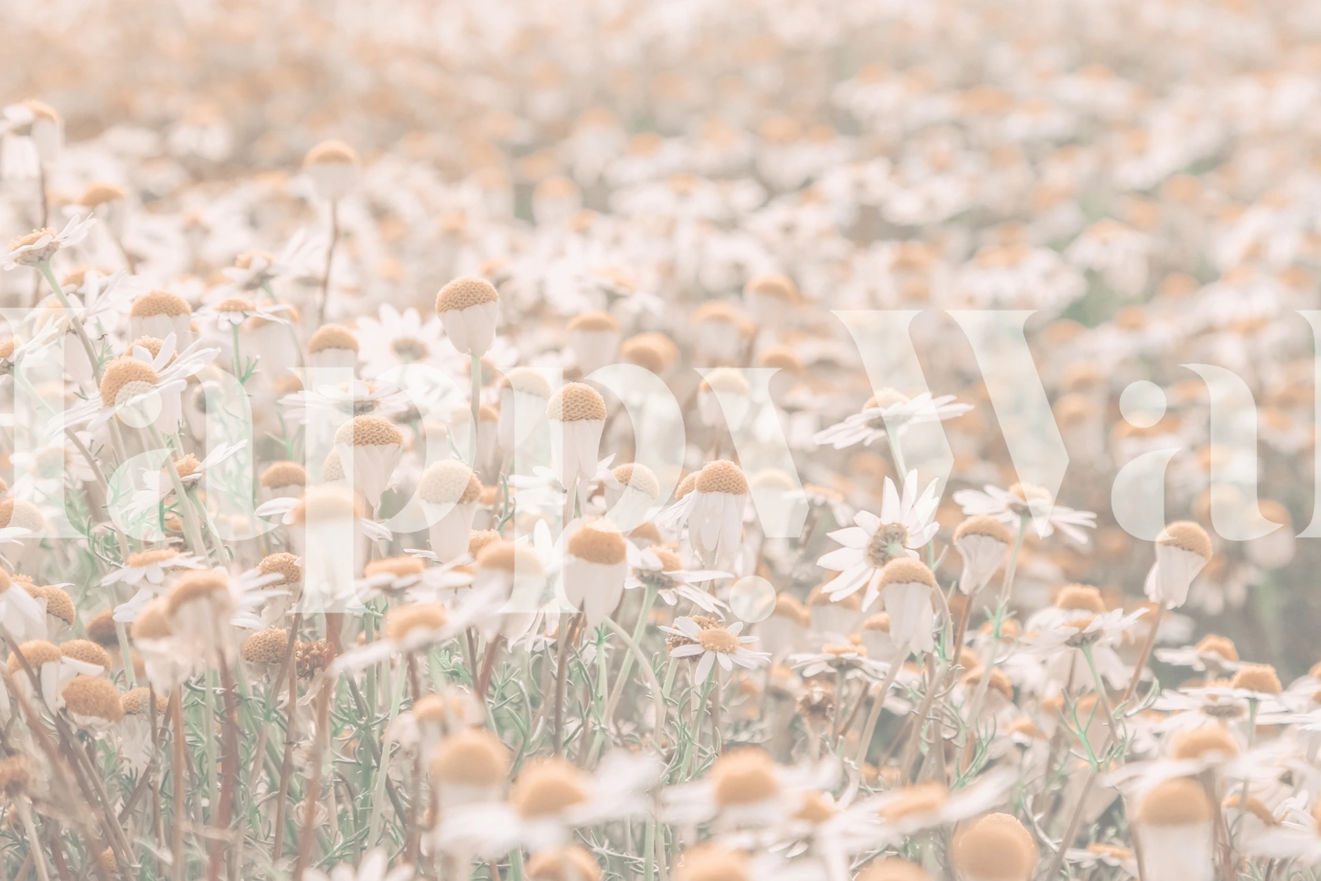 Field of white daisies with soft brown centers wallpaper