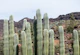 Cactus Oasis 3