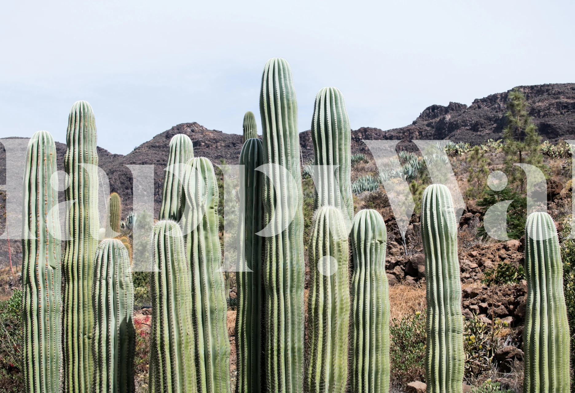 Fototapeta Cactus Oasis s tyčícími se kaktusy a horským pozadím