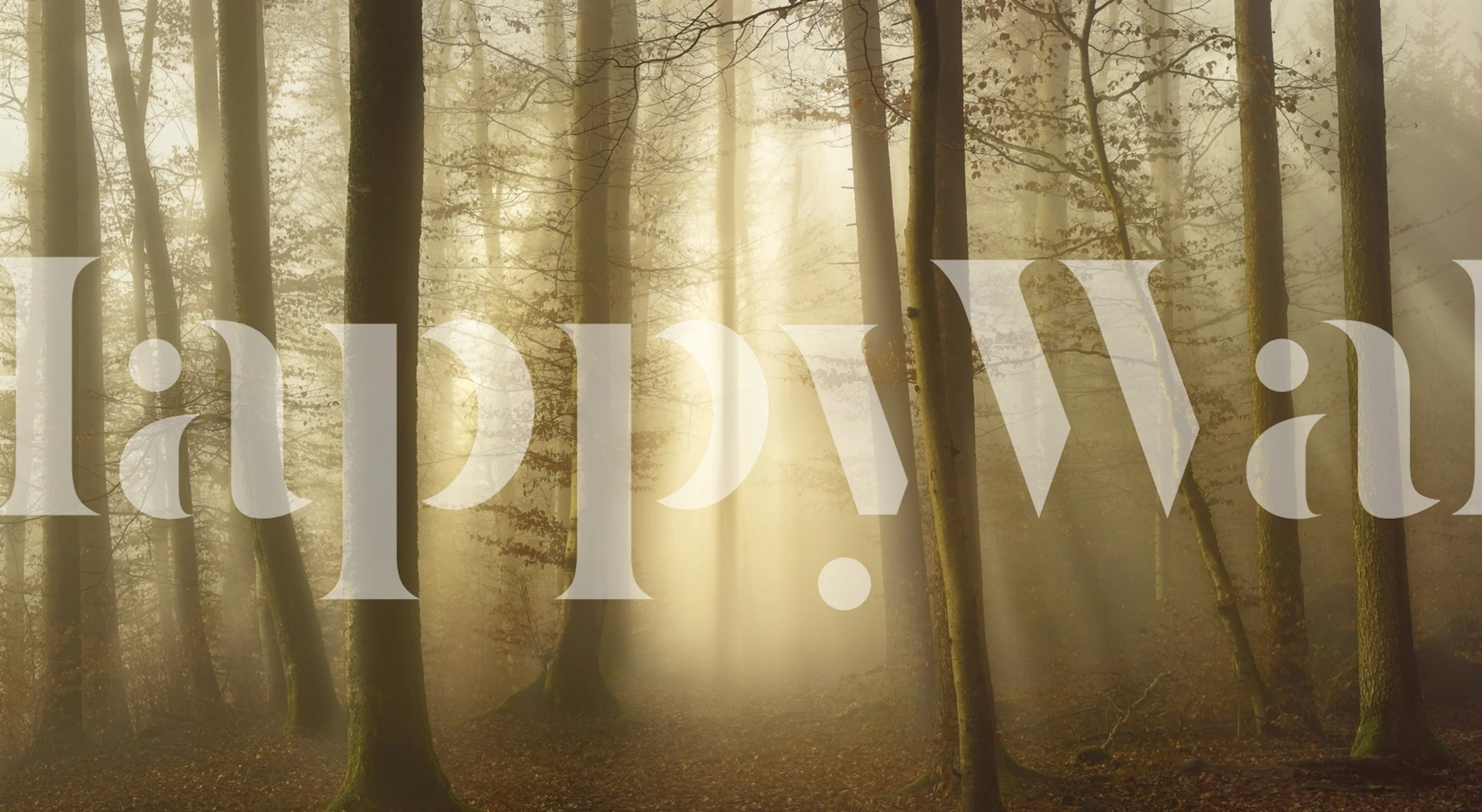 Misty sunlight shining through a dense forest on a Into the Trees wall mural