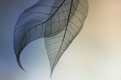 Τοιχογραφία