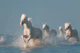 Angels of Camargue