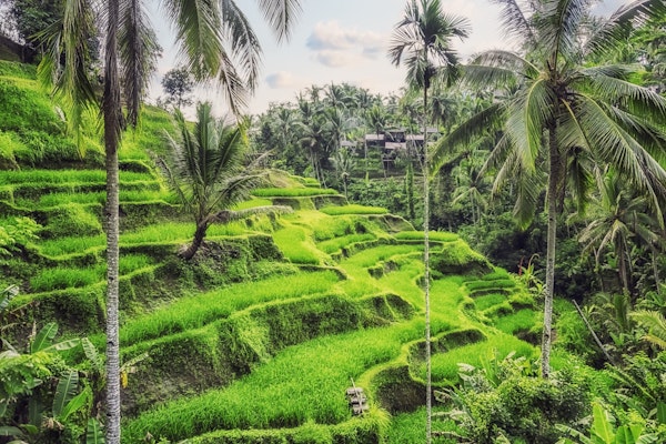 Tegallalang Rice Terraces