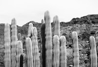 Cactus Oasis 4 tapete