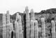 Cactus Oasis 4
