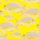 Sand Bream - The Fish 05