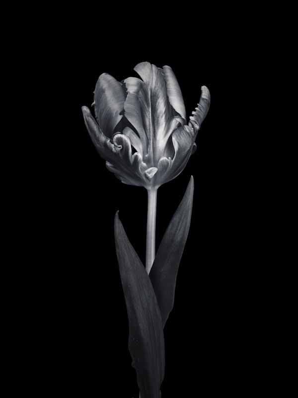 Rcoco Tulip