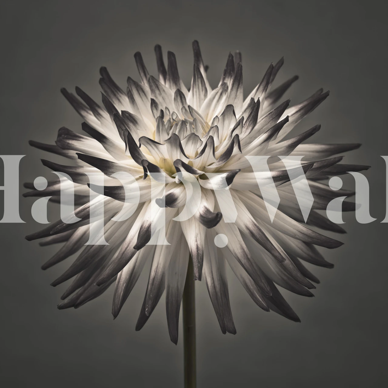 Black and white dahlia floral design wallpaper