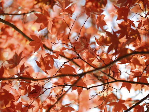 Autumn Leaves in Sunlight