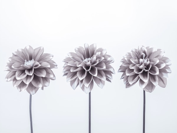 Elegant Dahlias Trio