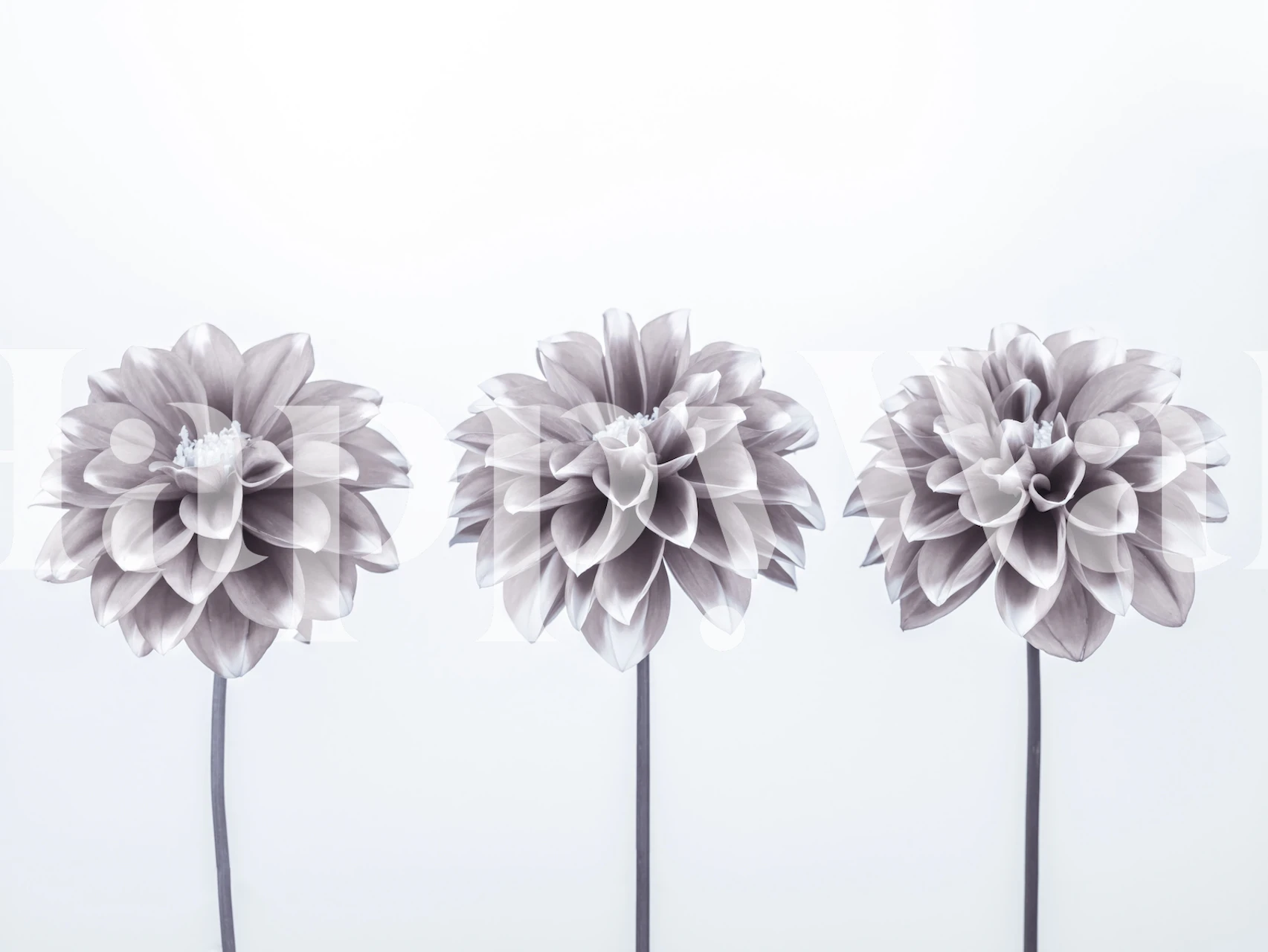 Three grayscale dahlia flowers wall mural on a simple background