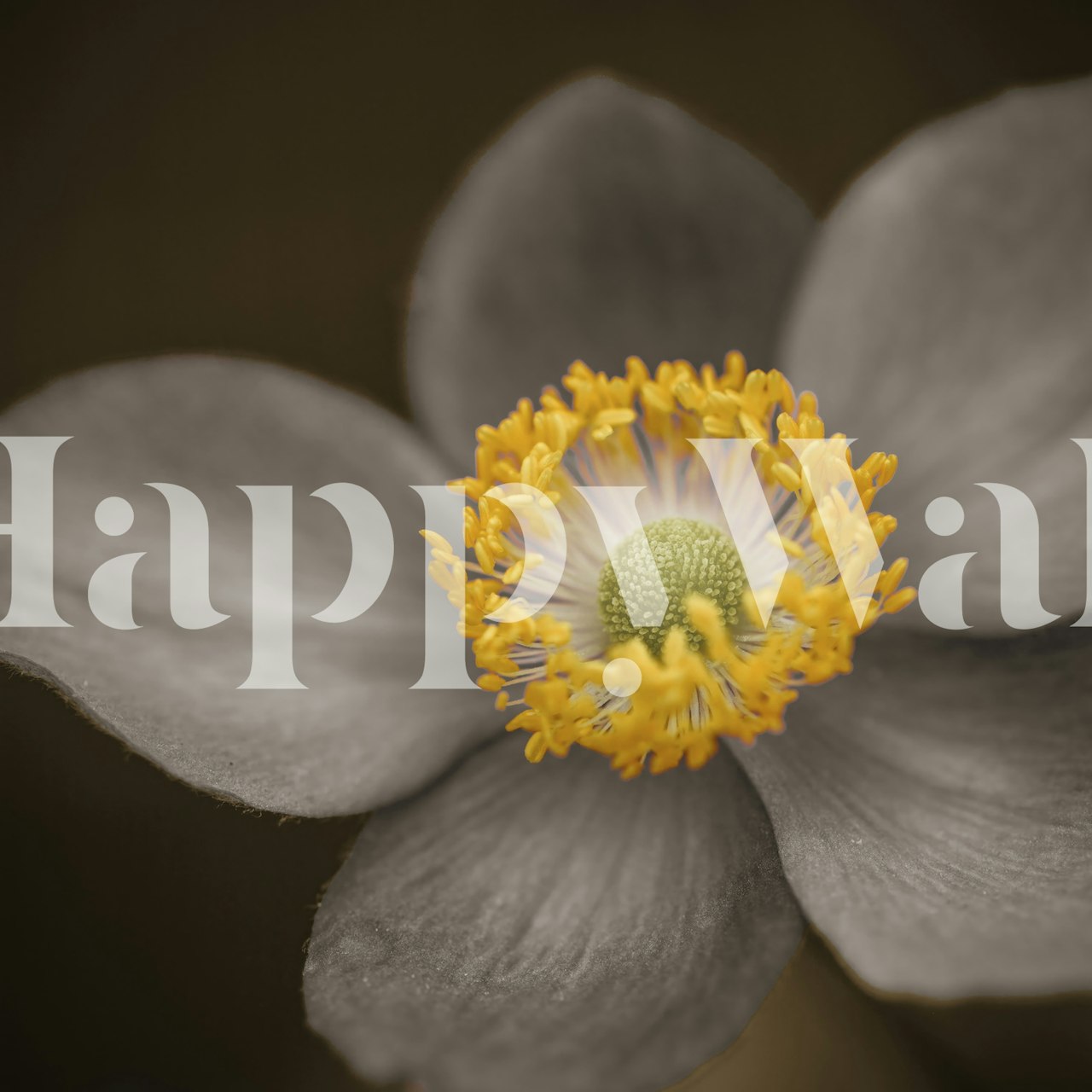 Black floral wallpaper with yellow flowers in a delicate design