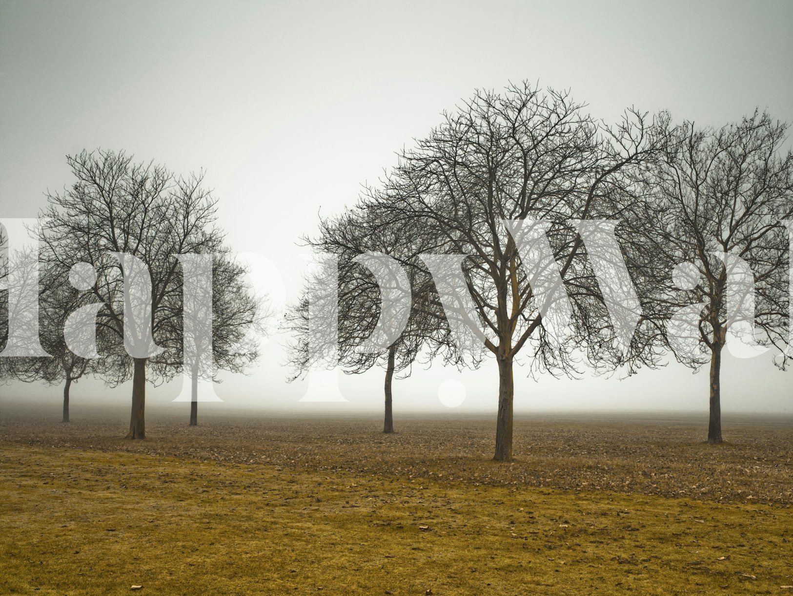 Buy Misty Meadow Wallpaper Online | Happywall.com