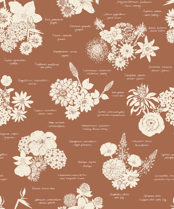 Floral Encyclopedia - Terracotta