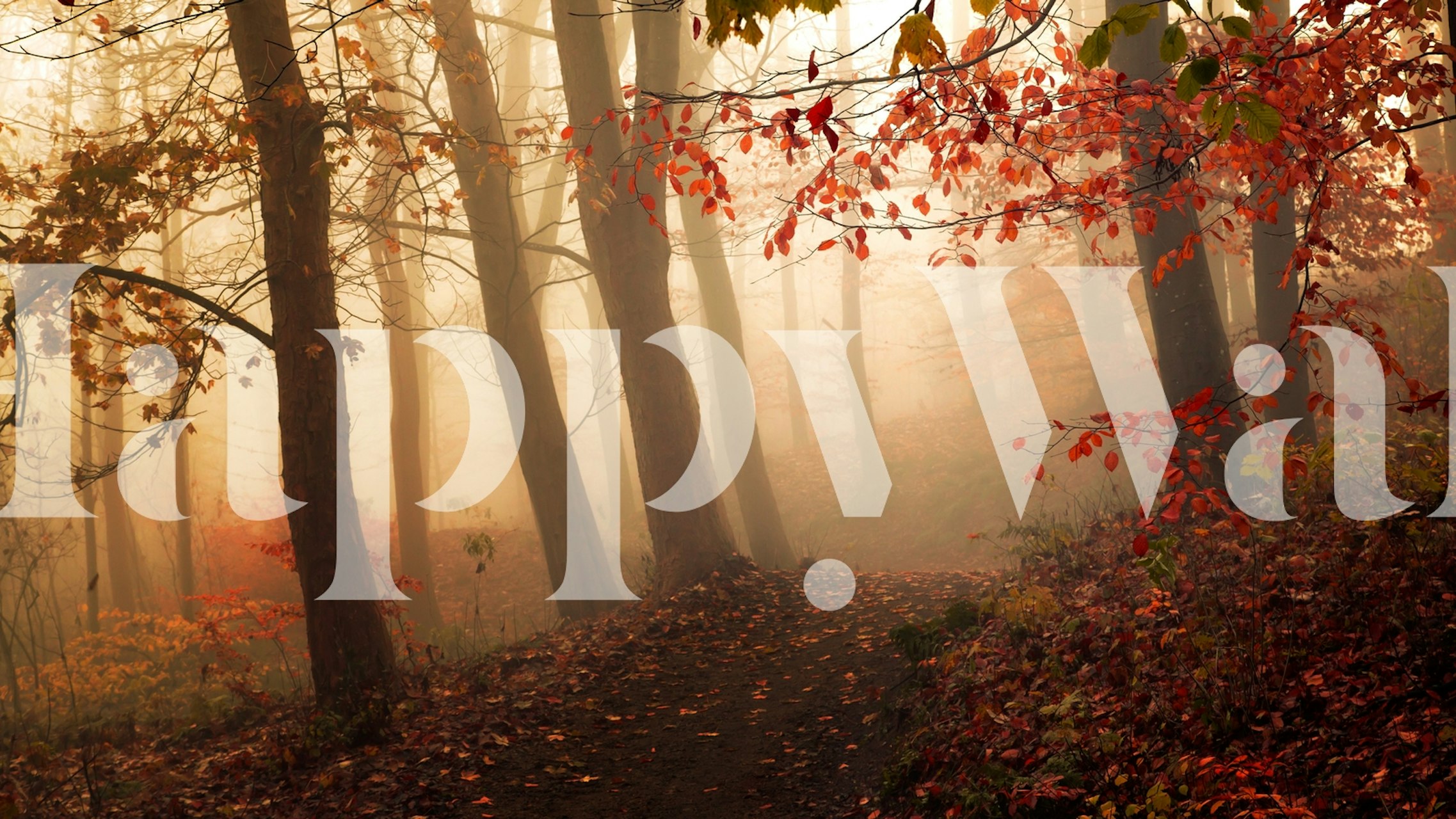 Autumn forest with fog and fall leaves wallpaper