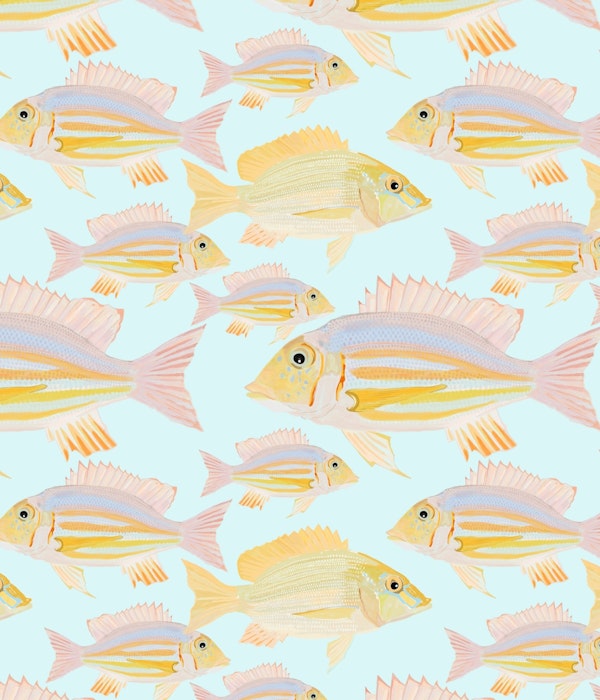 Sand Bream - The Fish 06